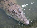 Saltwater crocodile