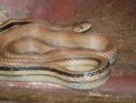 Copperhead rat snake