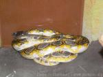 Reticulated python