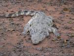 Mugger crocodile