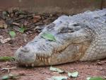 Saltwater crocodile