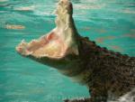 Saltwater crocodile