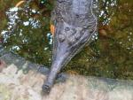 Malayan gharial