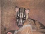 Banded palm civet *