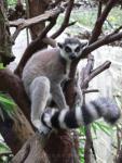 Ring-tailed lemur