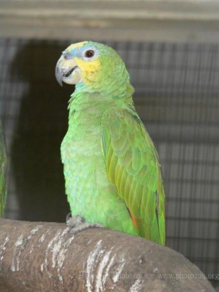 Orange-winged amazon