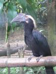 Black hornbill