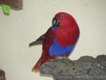 Eclectus parrot