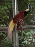 Greater bird-of-paradise *