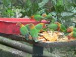 Fischer's lovebird