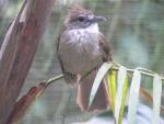 Ochraceous bulbul