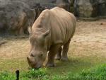 Southern white rhinoceros