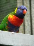 Rainbow lory