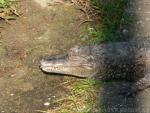 Spectacled caiman