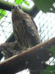 Siberian black kite