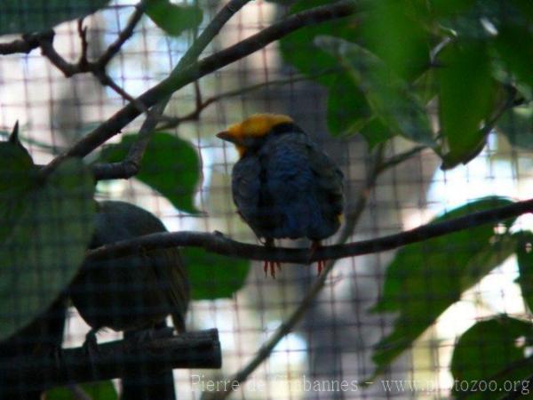 Golden-crested myna