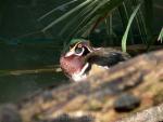 American wood duck