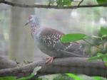 Speckled pigeon