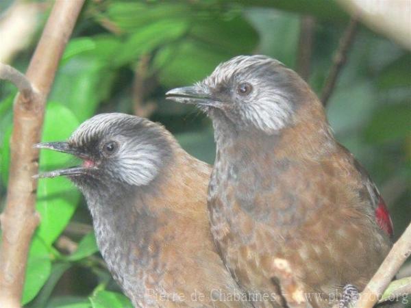 Red-winged laughingthrush