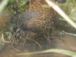 Scaly laughing-thrush *