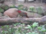 Scarlet-faced liocichla