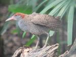 Slaty-breasted rail *