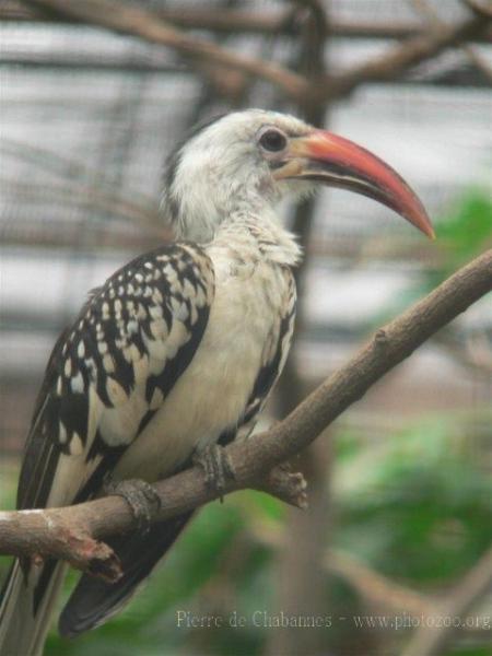 Northern red-billed hornbill