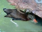 Black-bellied whistling-duck