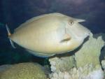 Bluespine unicornfish