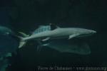 Whitetip reef shark *