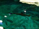 Scalloped hammerhead