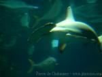 Scalloped hammerhead