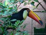 Toco toucan