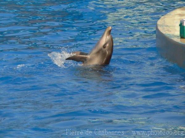 Indian bottlenose dolphin