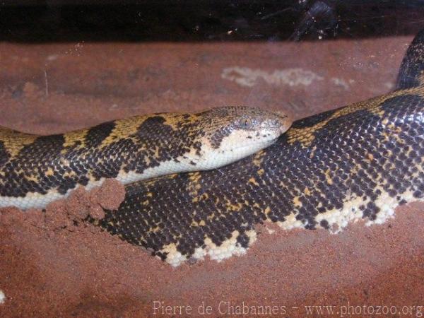 Egyptian sand boa