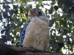 Blue-winged kookaburra