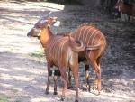 Eastern bongo