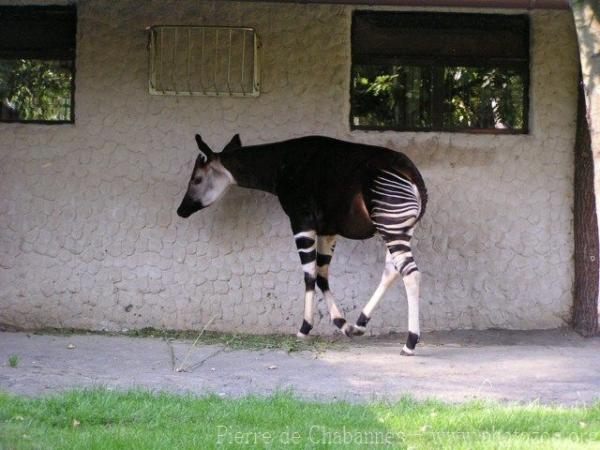 Okapi