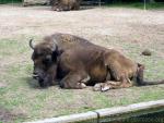 Wisent