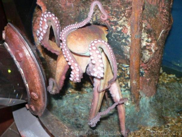 Common octopus