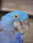 Hyacinth macaw