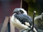 Von der Decken's hornbill