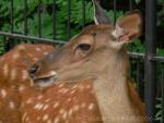 Dybowski's sika deer