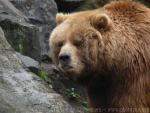 Kodiak brown bear *