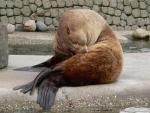 Steller's sea-lion