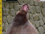 Steller's sea-lion