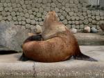 Steller's sea-lion