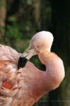 Chilean flamingo