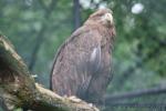 White-tailed sea-eagle