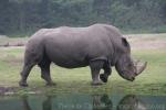 Southern white rhinoceros